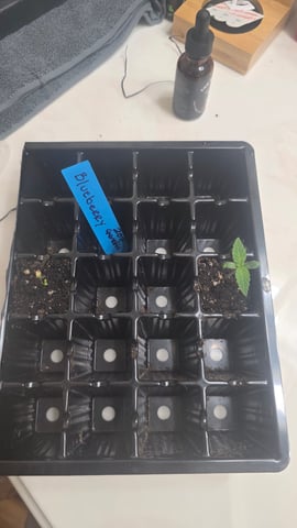 Original 1990 genetics  — germination, day 8