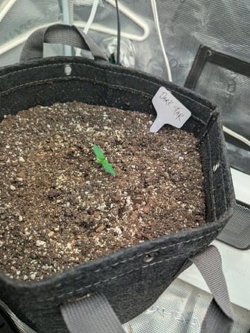 Dark Star — vegetative, day 8