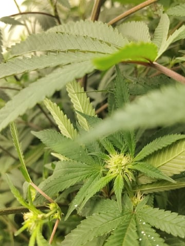 The Frankenstein — flower, day 1