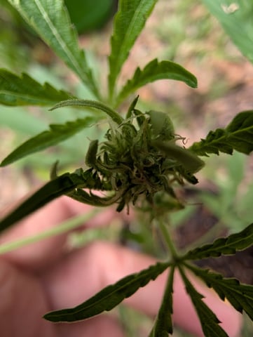 Country Boy — flower, day 32