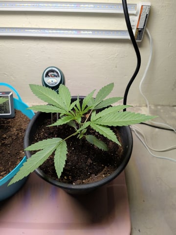 Apple Betty-Strng Seeds — vegetative, day 7