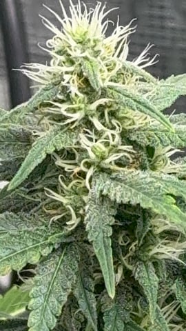 Auto Flower — flower, day 74