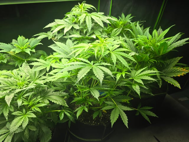 2nd Autoflower Indoor Grow — vegetative, day 33
