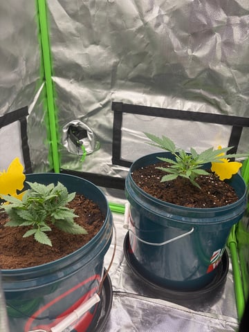 frosted cherry os f3 x2 — vegetative, day 26