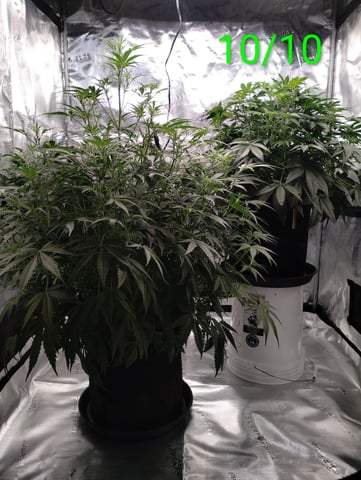 First grow — flower, day 83