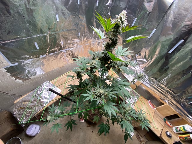 Gelat.Og — flower, day 1