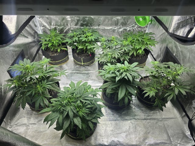 Autos AGAIN — vegetative, day 39