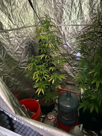 two clones and sour diesel  — flower, day 19