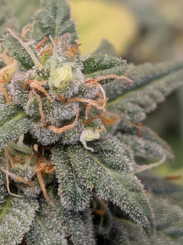 White Widow? — flower, day 67