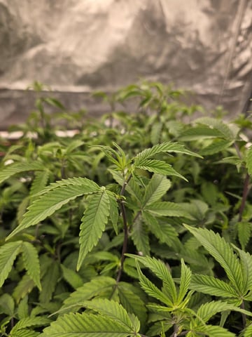 Dante's Inferno Rerun — vegetative, day 89