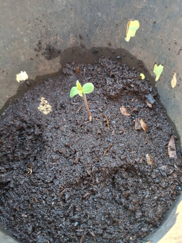 area 51 — seedling_rooting, day 1