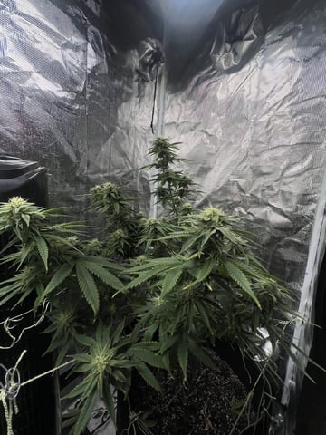 New LADIEZZ — flower, day 99