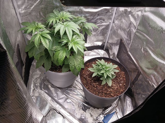 Gorilla Sherbert Feminized From Blimburn Seeds  — vegetative, day 28