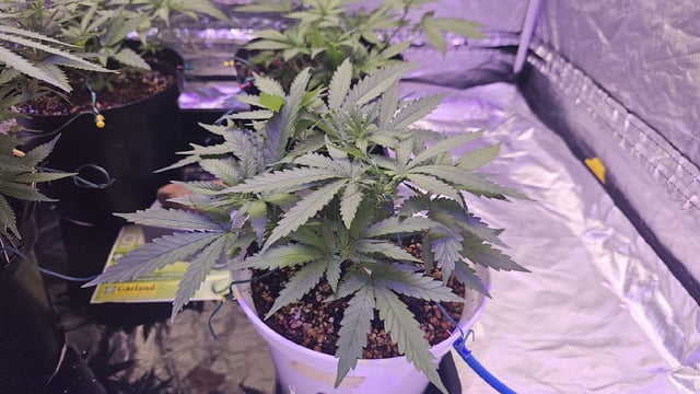 Amnesia Haze Run — flower, day 32