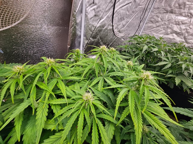 round 2 — flower, day 86