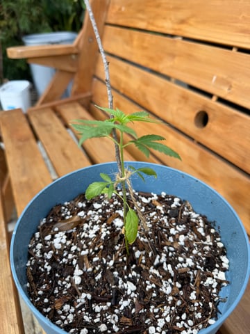 Plant from John — seedling_rooting, day 30