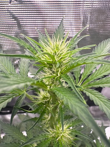 Grow Number 2 — flower, day 33