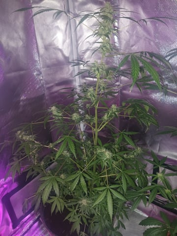 aurora auto — flower, day 85