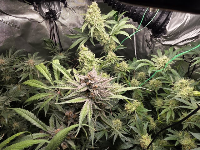 Special Kush#1 and Purple Queen Auto  — flower, day 100