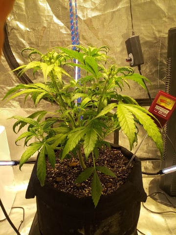 Gorilla Cookies Auto
