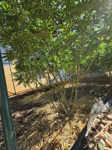 Sour Headies/OGBX1 — vegetative, day 89