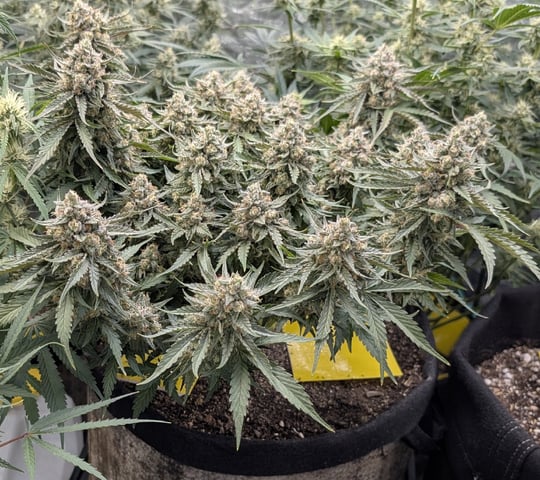 Perpetual Autoflower Mixed Grow #3 — flower, day 60