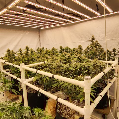 true genetics  — flower, day 29