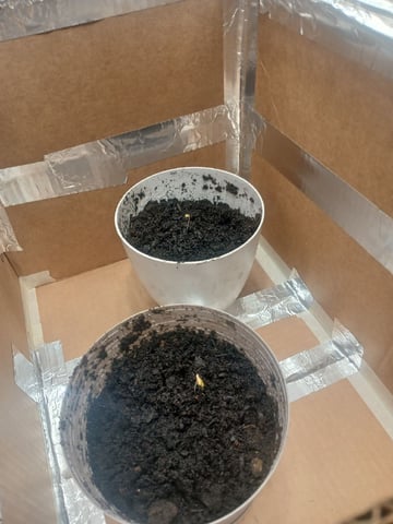 veve — vegetative, day 5