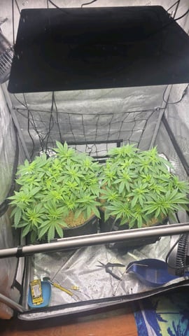 Original 1990 genetics  — vegetative, day 63