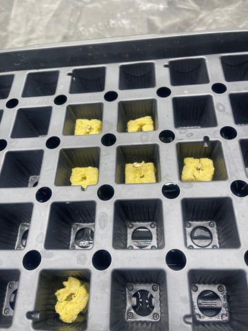 1st Ever Grow (Fat Bastard)(RDWC)  — germination, day 2