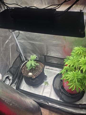 First Grow — vegetative, day 2