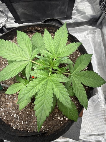 Gorilla Cookies 2nd Try — vegetative, day 31