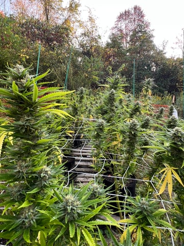 Indoor Grow  — flower, day 63