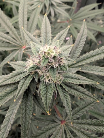 EG/SM/SG/CW — flower, day 105