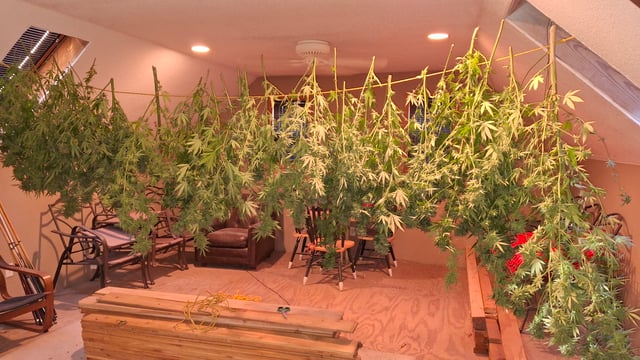 black and blue moon rocks 