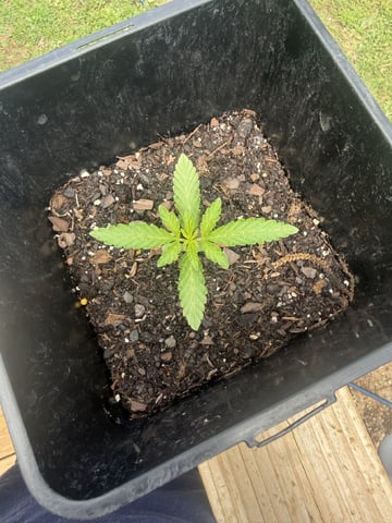Random Seed — seedling_rooting, day 8
