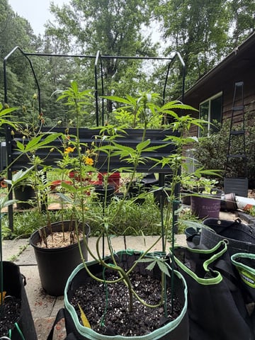 Indoor & Outdoor Grow 6 — flower, day 32