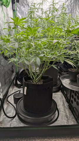 Strawberry Cheesecake Seedsman Seeds Autoflowers x2 — flower, day 47