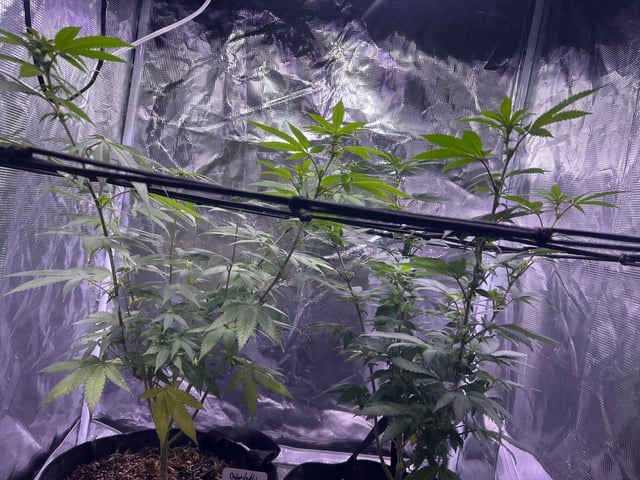 2nd grow — flower, day 97