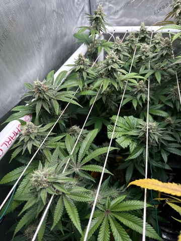 3rd grow  — flower, day 100