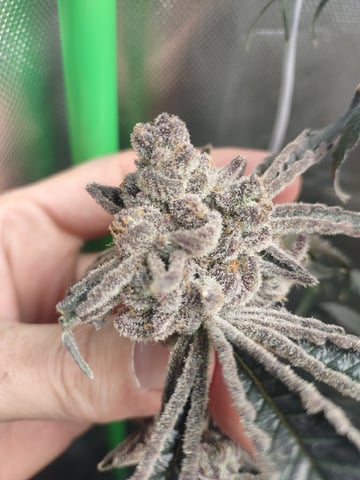 Mainely Genetics Micro Pheno Hunt — flower, day 103