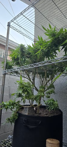 Mystery Weed Plant — flower, day 140