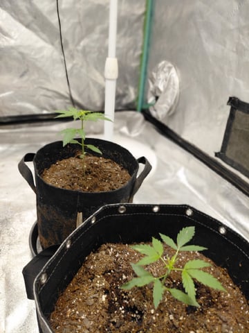 my first grow  — vegetative, day 26