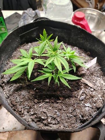 Hindu Kush — vegetative, day 45
