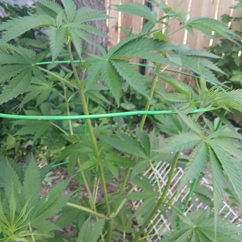 Gelato — vegetative, day 14