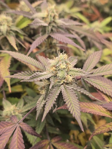 Dante's Inferno Rerun — flower, day 143