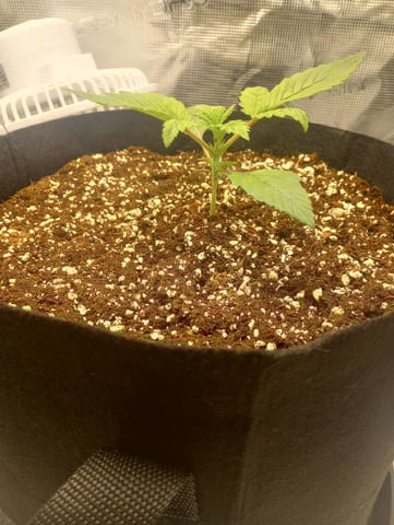 Pineapple Trainwreck  — vegetative, day 18