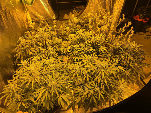 Autos AGAIN — flower, day 58