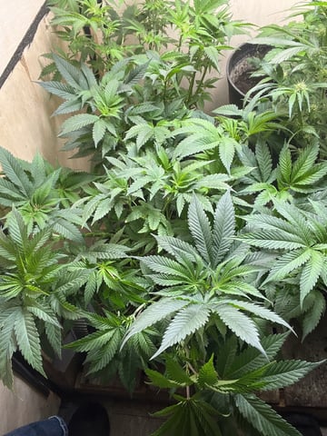 white 🕷️  — vegetative, day 67