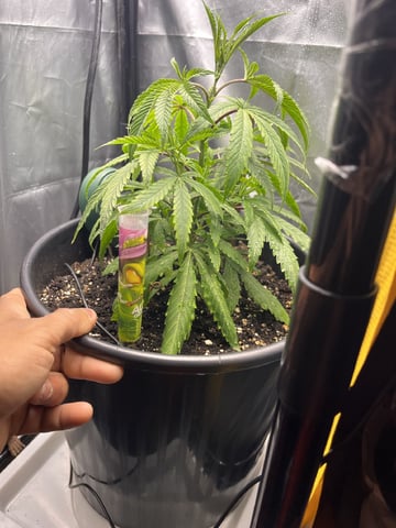 My Devine Conscious  — vegetative, day 410